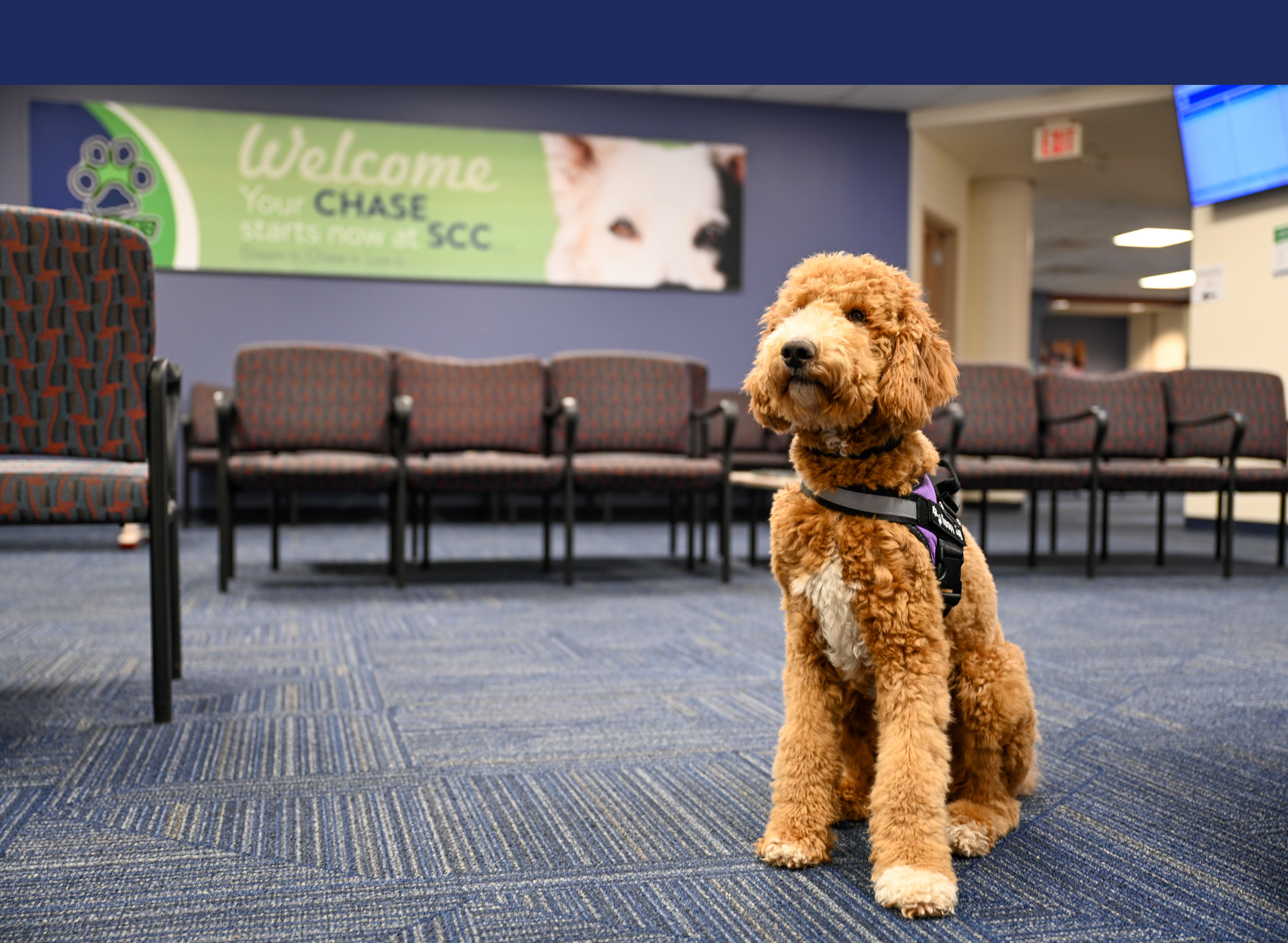 Therapy dog sitting in a campus waiting area at Spartanburg Community College, positioned on a patterned carpet in front of rows of chairs, wearing a harness, with a wall banner in the background reading “Welcome Your CHASE starts now at SCC,” creating a calm indoor student services environment.